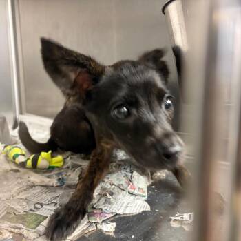 Patty -  Mixed Breed Dog for Adoption in Lake Jackson, Texas - Patty | PetCurious