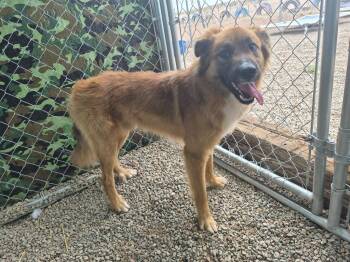 Buster -  Shepherd and Mixed Breed Dog for Adoption in Moriarty, New Mexico - Buster | PetCurious
