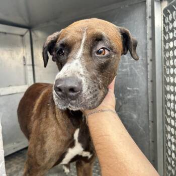 Peeta -  Boxer Dog for Adoption in Newport, North Carolina - Peeta | PetCurious