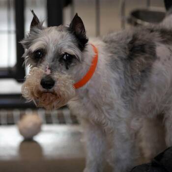 Miniature Schnauzer Dogs Available for Adoption in Peyton, Colorado - PB (AP26-138) | PetCurious