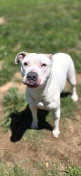 Mixed Breed Dogs Available for Adoption in Sevierville, Tennessee - Bronte | PetCurious