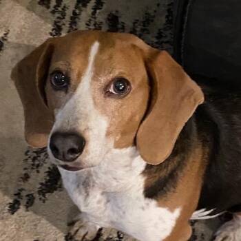Rescue Beagle Dogs for Adoption in Springfield, Missouri - Pippin | PetCurious