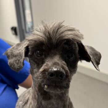 Rescue Chihuahua Dogs for Adoption in Greenville, South Carolina - Dale | PetCurious