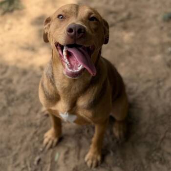 Labrador Retriever Dogs Available for Adoption - Fisher | PetCurious