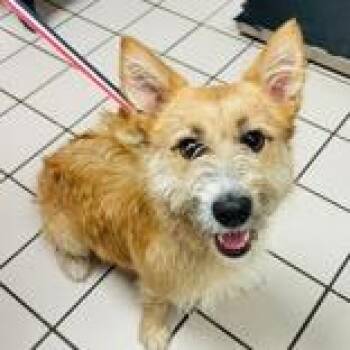 Barney -  Terrier and Mixed Breed Dog for Adoption in Tampa, Florida - Barney | PetCurious