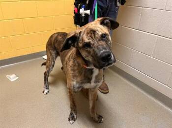 Plott Hound and Mixed Breed Dogs Available for Adoption - LARRY | PetCurious