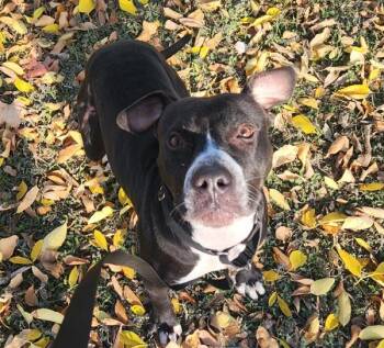 American Staffordshire Terrier Dogs Available for Adoption - Onyx | PetCurious