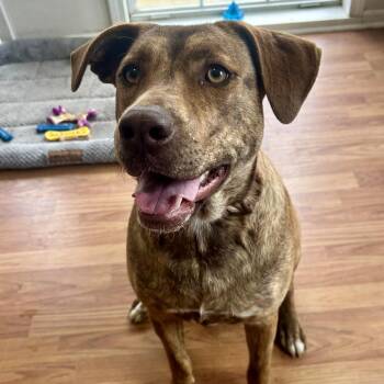 Terrier Dogs Available for Adoption in New Orleans, Louisiana - Cinnamon | PetCurious