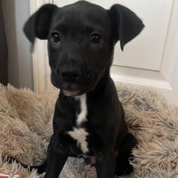 American Staffordshire Terrier and Great Pyrenees Dogs Available for Adoption - Sax | PetCurious