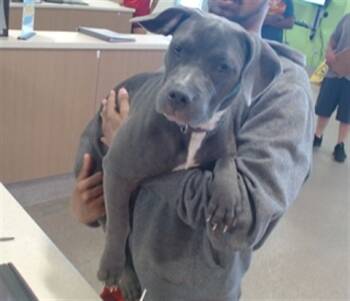 Rescue Pit Bull Terrier and Mixed Breed Dogs for Adoption in Louisville, Kentucky - WONDERFUL WILMA | PetCurious