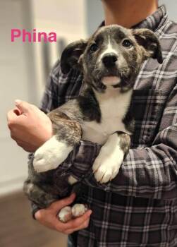 Border Collie and Boxer Dogs Available for Adoption in Los Angeles, California - Phina | PetCurious