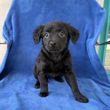 DVD -  Terrier and Shepherd Dog for Adoption in Carencro, Louisiana - DVD | PetCurious