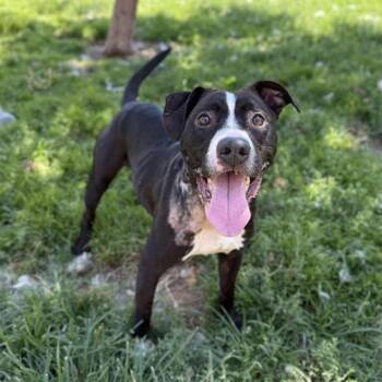 Rescue Pit Bull Terrier and Mixed Breed Dogs for Adoption in Modesto, California - KODA | PetCurious