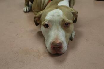 Rescue Mixed Breed Dogs for Adoption in Columbia, South Carolina - CHEETO | PetCurious