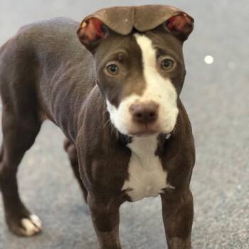 Mixed Breed Dogs Available for Adoption - Rose | PetCurious