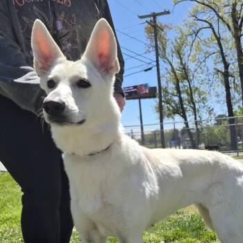 German Shepherd Dog Dogs Available for Adoption in Warwick, Rhode Island - Betty White | PetCurious