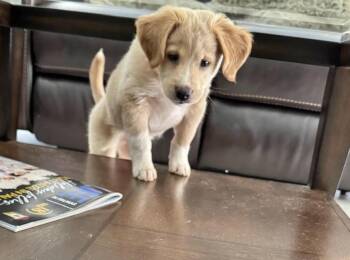 Collie and Border Collie Dogs Available for Adoption - Tucker FH | PetCurious