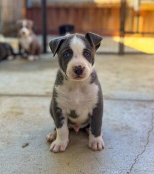 Labrador Retriever Dogs Available for Adoption - Marilynn