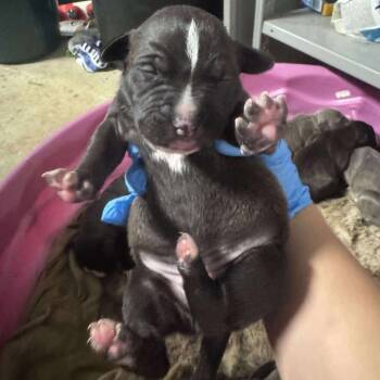 Rescue Labrador Retriever Dogs for Adoption in Springboro, Ohio - Camellia | PetCurious