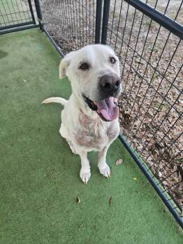 Labrador Retriever Dogs Available for Adoption in Lakeland, Florida - Boone | PetCurious