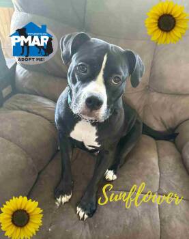 Rescue Pit Bull Terrier Dogs for Adoption in Binghamton, New York - Sunflower | PetCurious