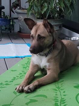 Rescue German Shepherd Dog Dogs for Adoption in Wilmington, North Carolina - Maizy | PetCurious