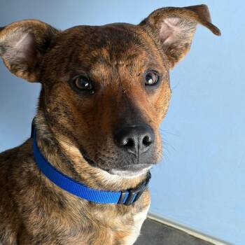 Mixed Breed Dogs Available for Adoption - Fred | PetCurious