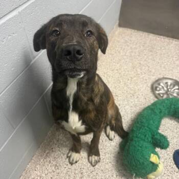 Brindle -  Mixed Breed Dog for Adoption in Winston-salem, North Carolina - Brindle | PetCurious