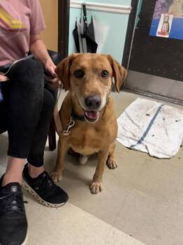 Cash (rn) -  Labrador Retriever Dog for Adoption in Mobile, Alabama - Cash (rn) | PetCurious