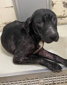 Diamond -  Mixed Breed Dog for Adoption in Mobile, Alabama - Diamond | PetCurious