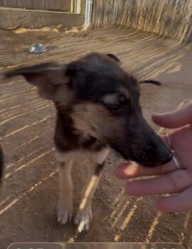 Vida -  German Shepherd Dog Dog for Adoption in Palm Desert, California - Vida | PetCurious