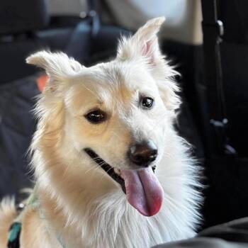 Arnold -  Spitz Dog for Adoption in Groveland, Massachusetts - Arnold | PetCurious
