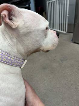 Pit Bull Terrier Dogs Available for Adoption in South Kingstown, Rhode Island - Daisy | PetCurious