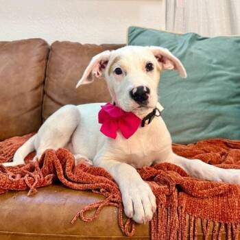 Lilly Mae Penelope -  Labrador Retriever and German Shepherd Dog Dog for Adoption in Friendswood, Texas - Lilly Mae Penelope | PetCurious