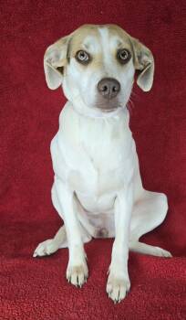 Beagle and Terrier Dogs Available for Adoption - Diamond *foster Needed*  | PetCurious