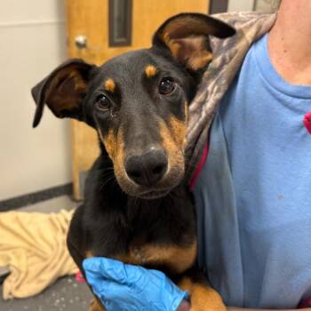 Polka Dot 2726 -  Mixed Breed Dog for Adoption in Loxahatchee Groves, Florida - Polka Dot 2726 | PetCurious