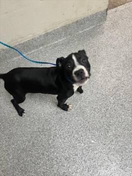 Rescue Pit Bull Terrier and Mixed Breed Dogs for Adoption in Pasadena, Texas - CHIP | PetCurious