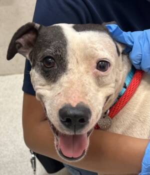 Rescue Pit Bull Terrier and Mixed Breed Dogs for Adoption in Honolulu, Hawaii - Sandy | PetCurious