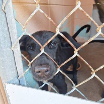 Rescue Labrador Retriever Dogs for Adoption in Gautier, Mississippi - Jim | PetCurious