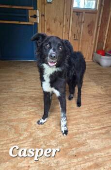 Casper Yrly 359 -  Border Collie Dog for Adoption in Sidney, Ohio - Casper Yrly 359 | PetCurious