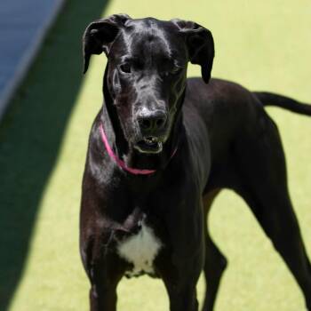 Great Dane Dogs Available for Adoption in Peyton, Colorado - Ally (AP26-30) | PetCurious