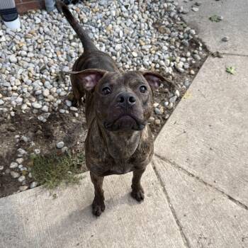 Turbo -  American Staffordshire Terrier Dog for Adoption in Bellaire, Michigan - Turbo | PetCurious