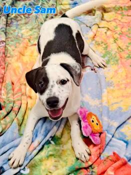 Uncle Sam -  Mixed Breed Dog for Adoption in Rock Hill, New York - Uncle Sam | PetCurious