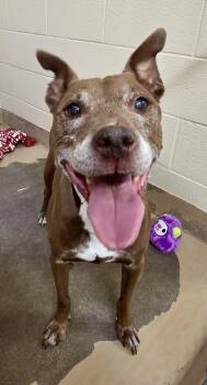 Rescue Pit Bull Terrier Dogs for Adoption in Sierra Vista, Arizona - Molly | PetCurious