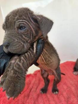 Sirius -  Mixed Breed Dog for Adoption in Mobile, Alabama - Sirius | PetCurious