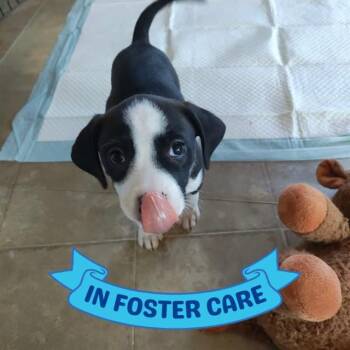 American Staffordshire Terrier and Mixed Breed Dogs Available for Adoption - PILLBUG | PetCurious