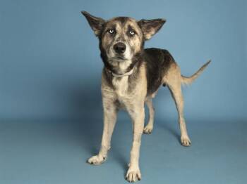 GREY -  German Shepherd Dog Dog for Adoption in Phoenix, Arizona - GREY | PetCurious