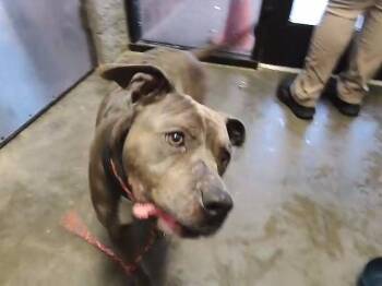 Pit Bull Terrier and Mixed Breed Dogs Available for Adoption - LOLA | PetCurious