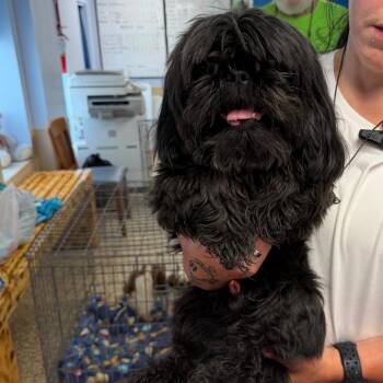 Morgan -4650 -  Shih Tzu Dog for Adoption in Uniontown, Pennsylvania - Morgan -4650 | PetCurious