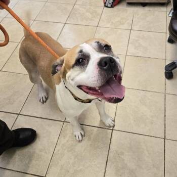 Tucker -  American Bully Dog for Adoption in East Haven, Connecticut - Tucker | PetCurious